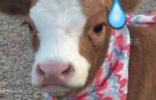 抖音娱乐吃瓜号,揭秘娱乐圈那些不为人知的幕后故事